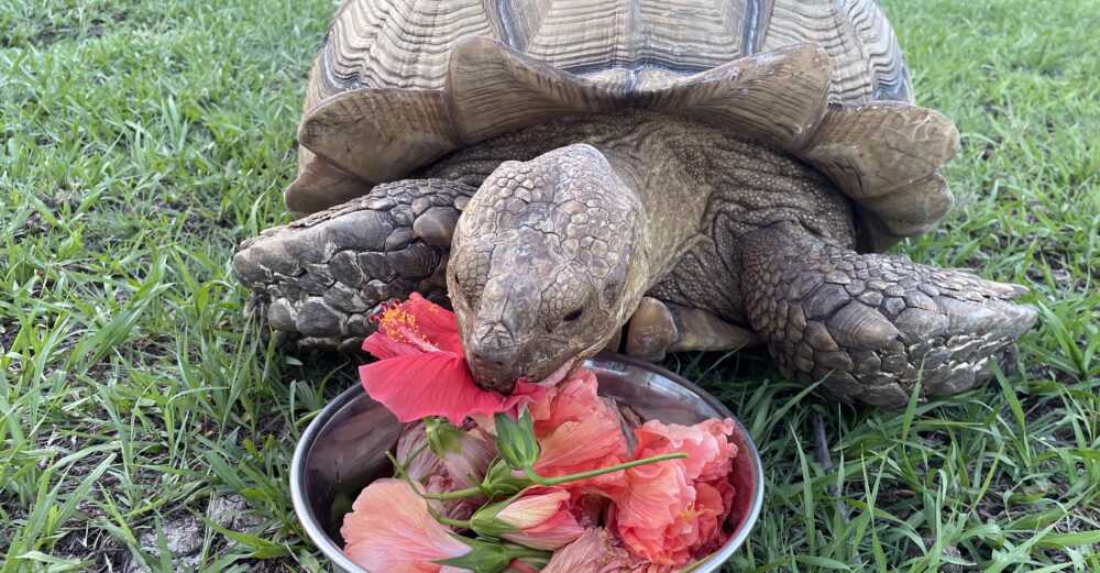 tortoise-safe-plants-you-can-grow-at-home-plantvine
