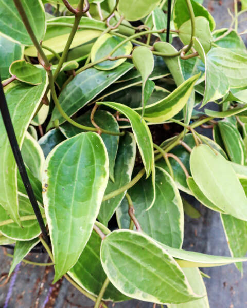 Foliage