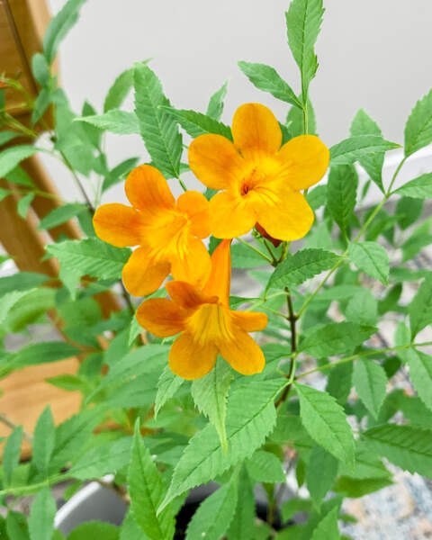 Foliage