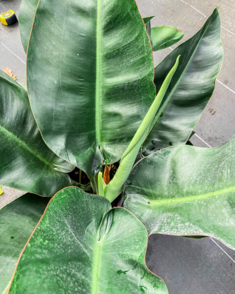Foliage Foliage
