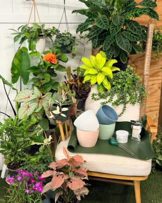 Mystery Plant Box ($300+ Value)