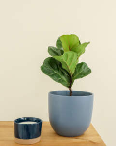 Ficus lyrata Bambino
