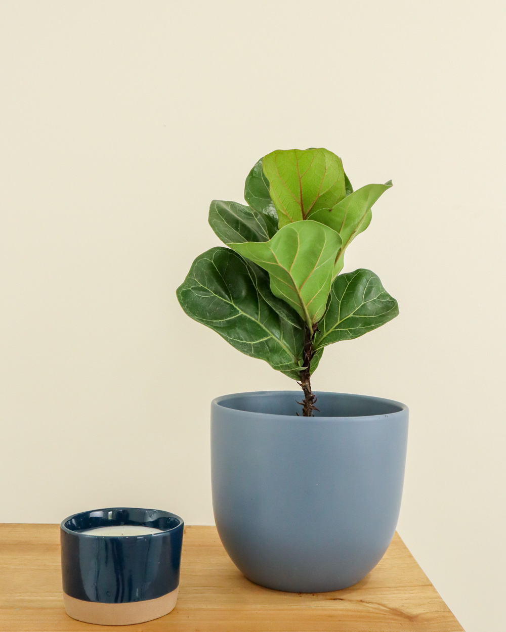 Ficus lyrata ‘Bambino’ Care Guide PlantVine