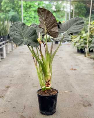 'Regal Shields' Elephant Ear - Extra Large