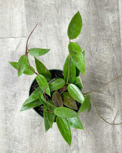 Hoya Acuta on a gray background