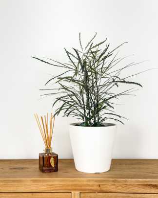 False Aralia - Medium