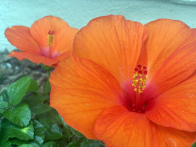 hibiscus peach