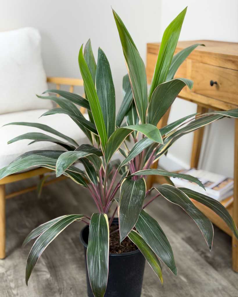 Cordyline fruticosa 'Pink Diamond'