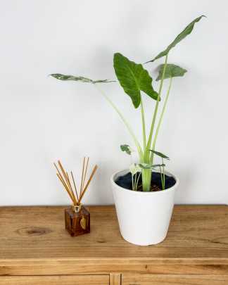 Variegated Elephant Ear - Medium
