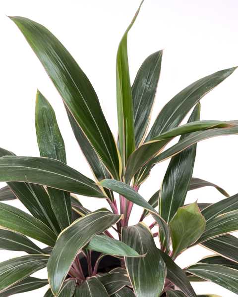 Foliage Foliage