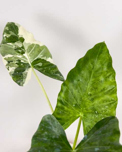 Foliage