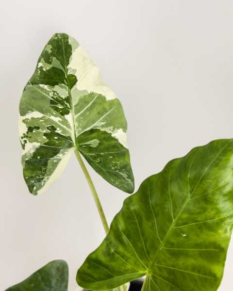 Leaves