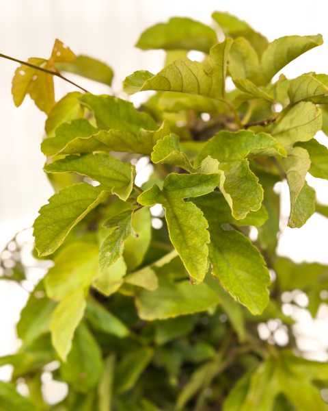 Foliage