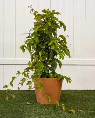 Red Passion Flower Vine, Passiflora coccinea - Large, Trellis