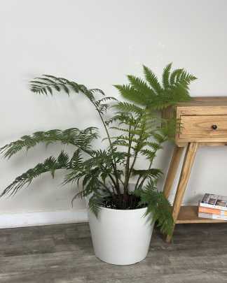 Australian Tree Fern - Extra Large