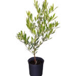 ilex cassine large