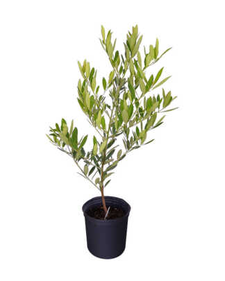 ilex cassine large