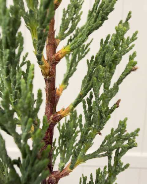 Foliage Foliage