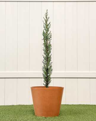 Italian Cypress - Large
