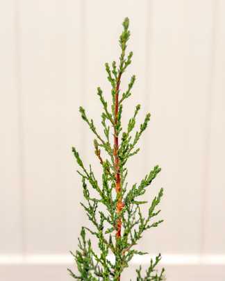 Italian Cypress