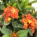 ixora maui red