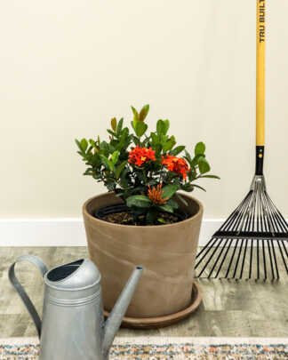 ixora maui red