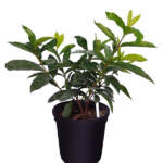 ixora casei super king large