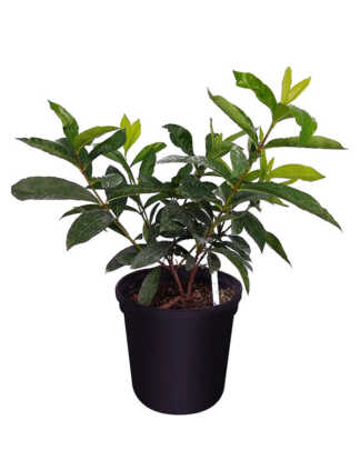 ixora casei super king large