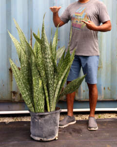Sansevieria Jaboa