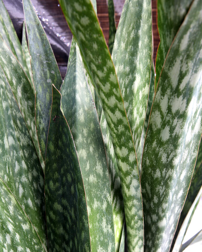 Sansevieria trifasciata �Jaboa�, Snake Plant PlantVine