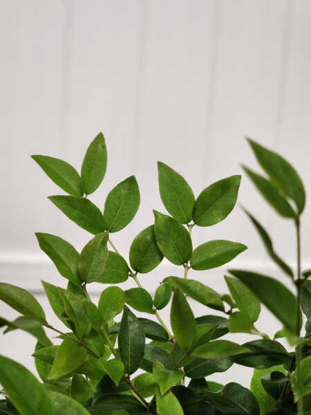 Foliage Foliage