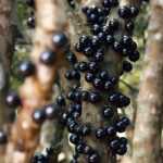 Jaboticaba