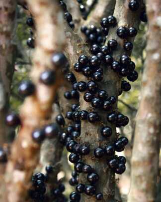 Jaboticaba
