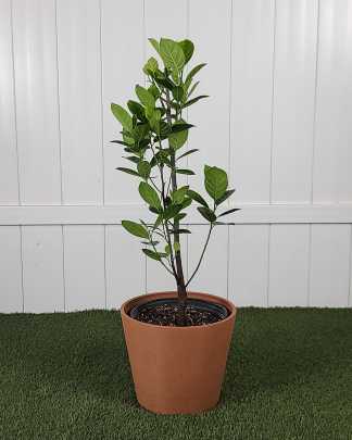 Jackfruit Tree - Large