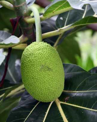Jackfruit
