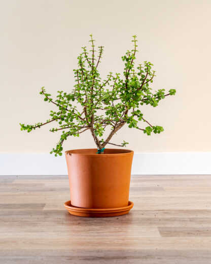 Large Bush