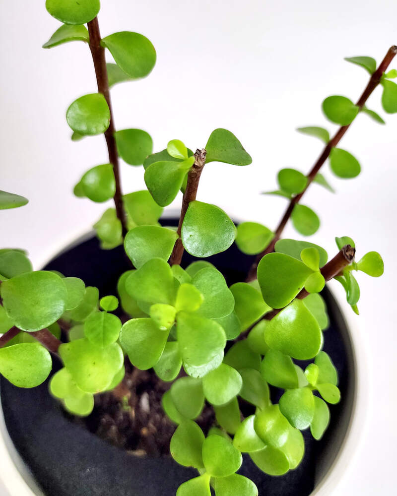 12 in. Jade Leaf Artificial Succulent Stem Plant Greenery Pick Bush (Set of 2)