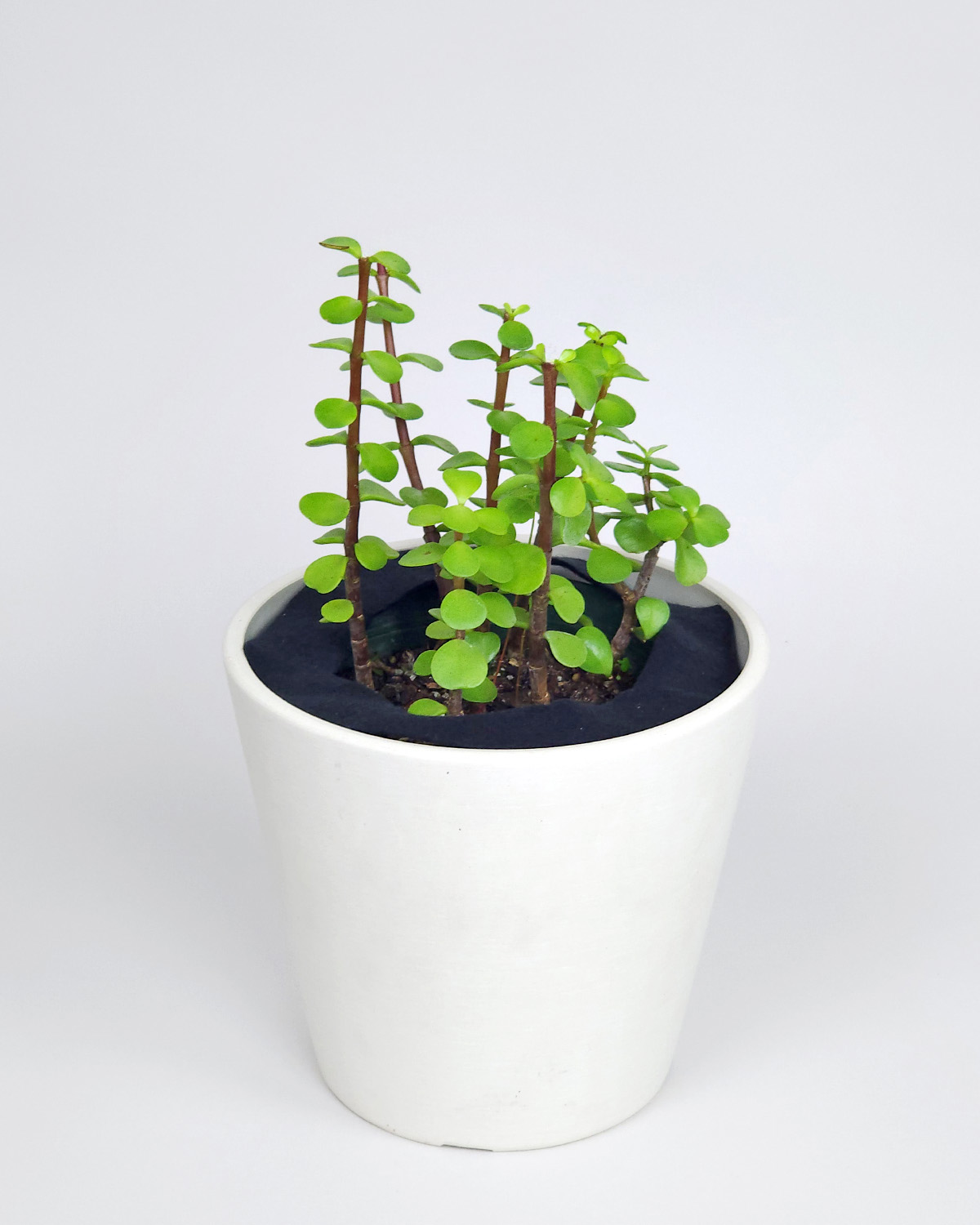 Elephant Bush Plant PlantVine