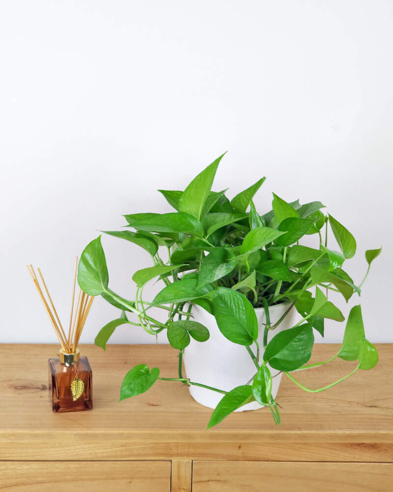 Jade Pothos