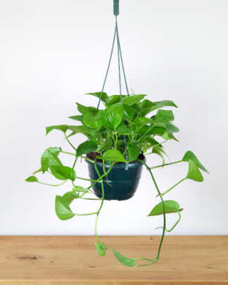 Jade Pothos