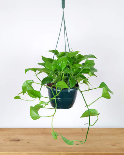 Medium, Hanging Basket Medium, Hanging Basket