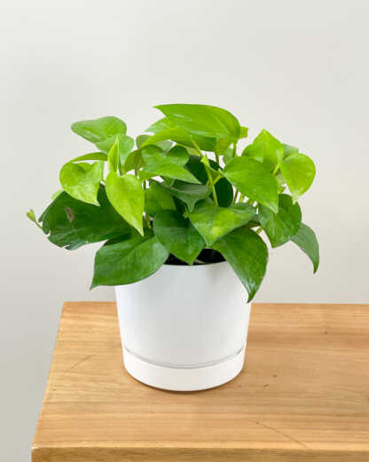 jade pothos