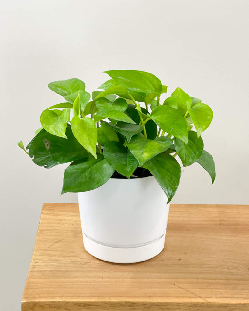 Jade Pothos PlantVine