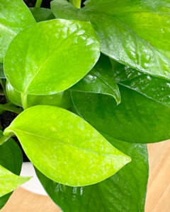 Foliage jade pothos