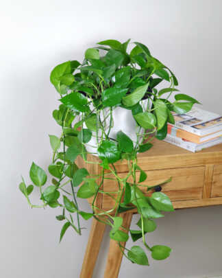 Jade Pothos