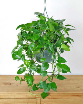 Jade Pothos
