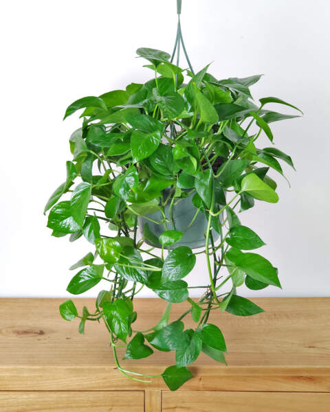Large, Hanging Basket Large, Hanging Basket