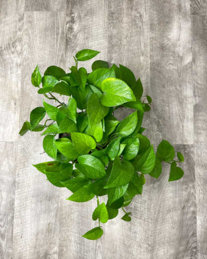 Jade Pothos