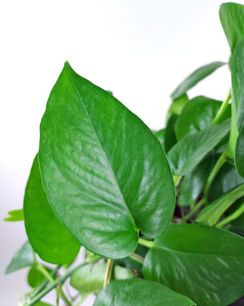 Foliage Foliage