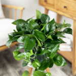 Jade Pothos